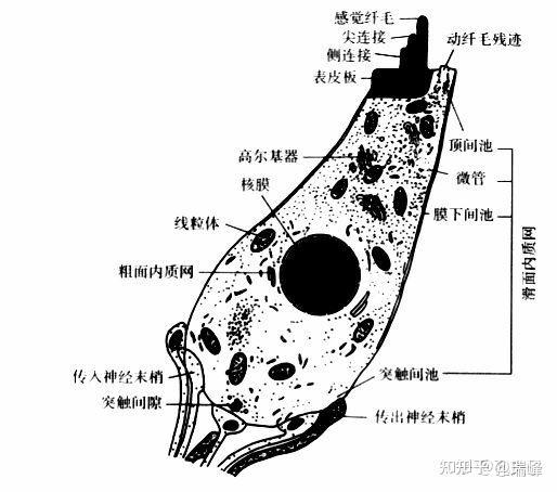 耳蝸螺旋神經節突觸內外毛細胞功能初認知