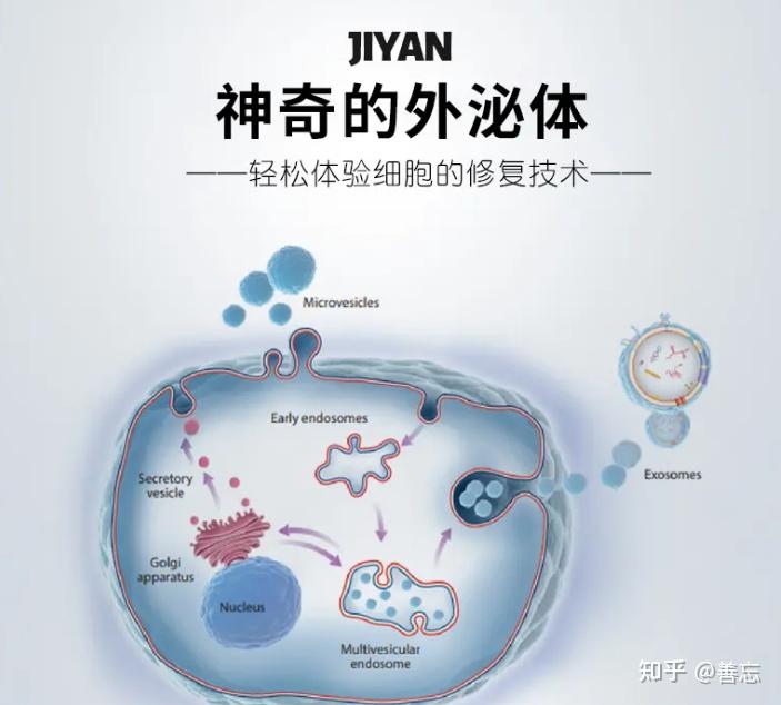 外泌体示意图图片