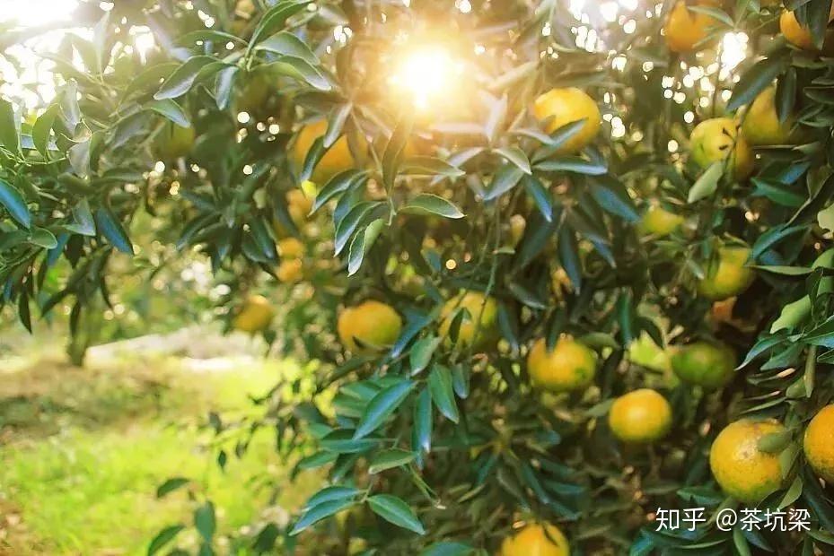 多少斤柑出一斤陈皮 v2-6c357c8a4d70216bd82a23004ab23cd2_r.jpg