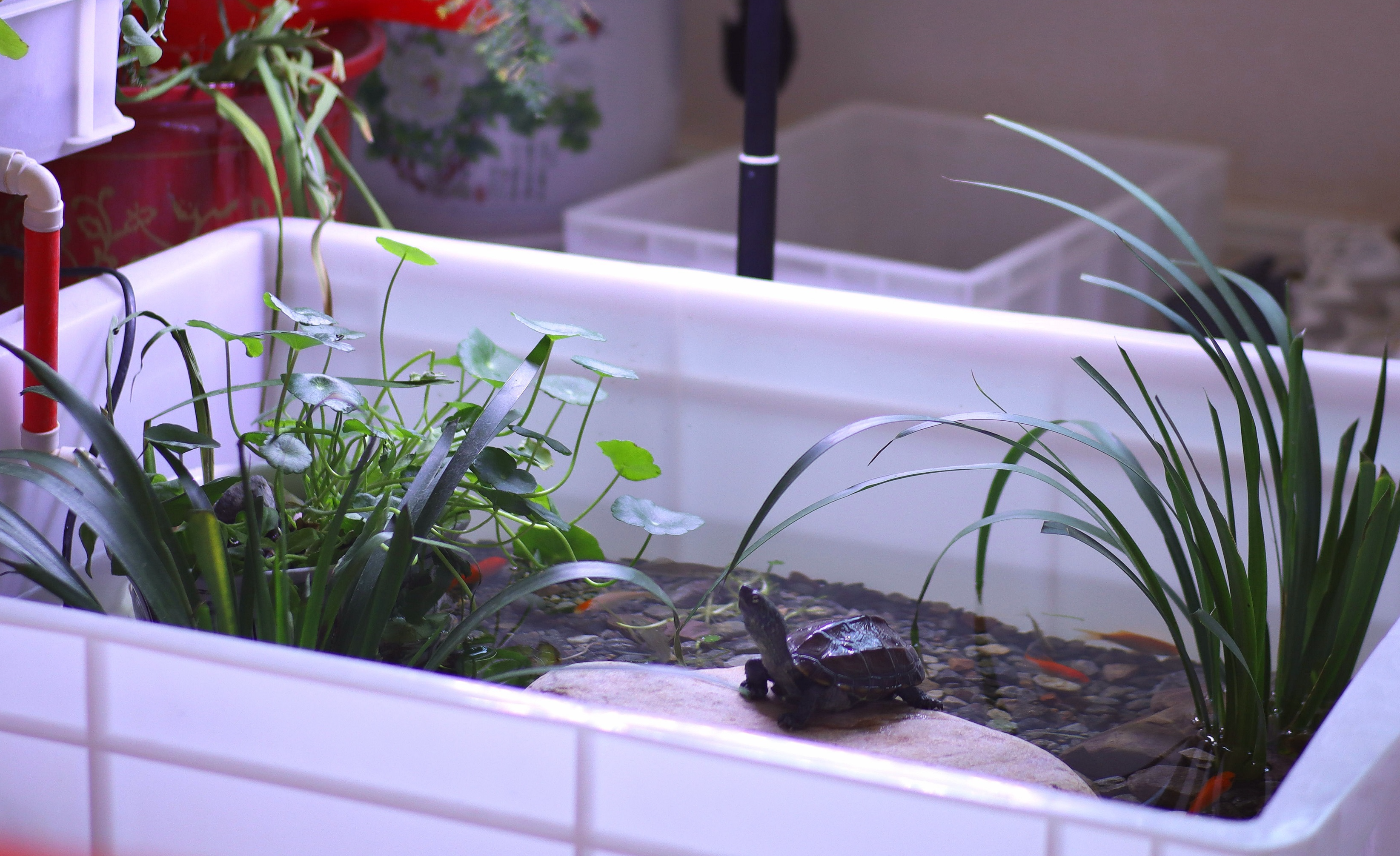 龟发布于 16 小时前 · 1819 次播放龟鳖目动物养龟乌龟陆龟红耳龟(巴