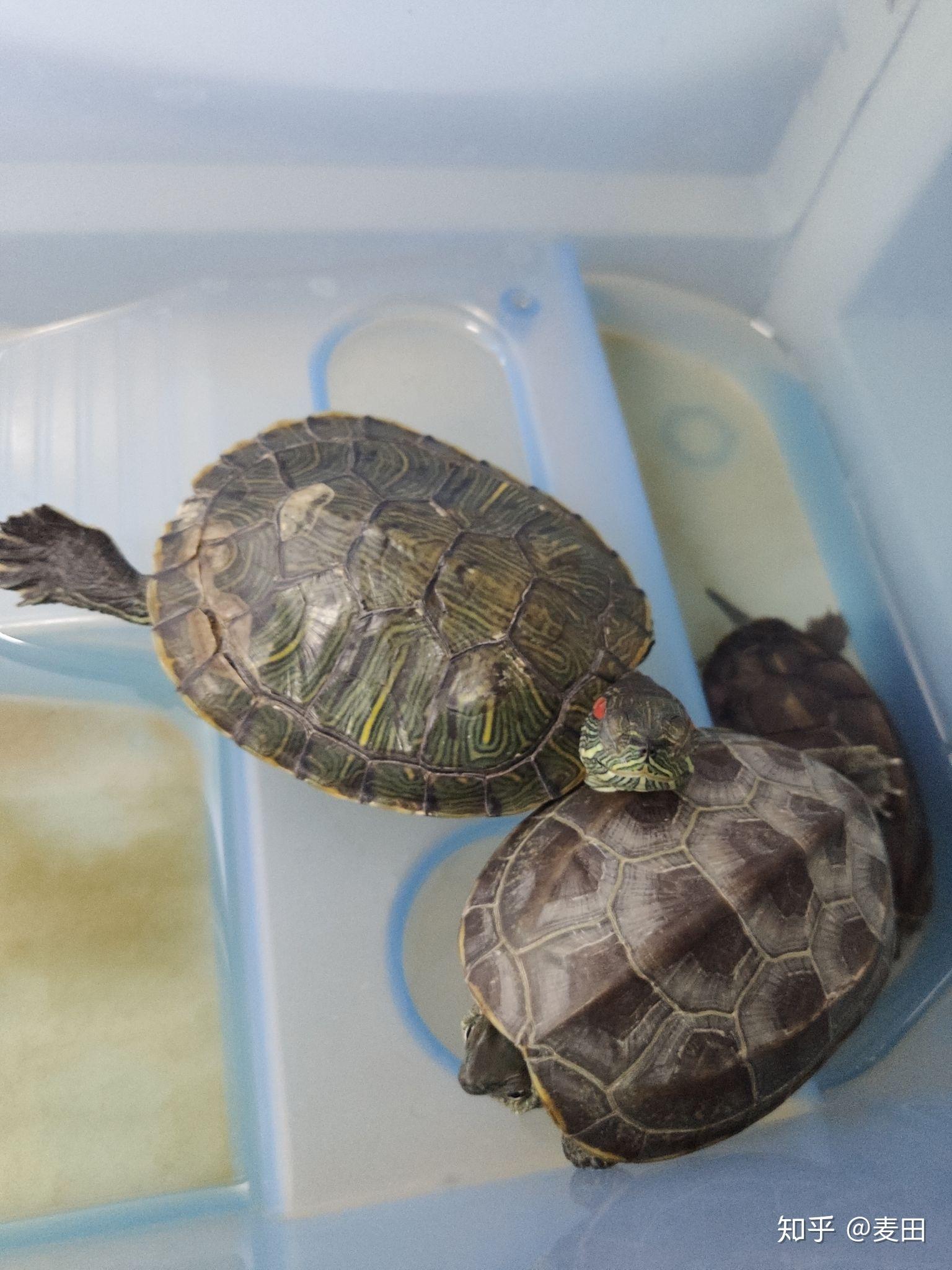 为什么乌龟会歪着头睡觉?