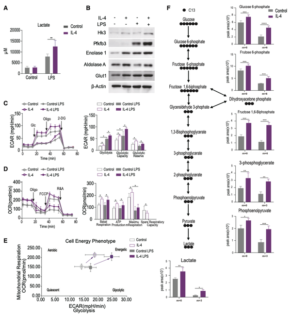 Cell Reports丨糖酵解 Hif 1α 轴定义了 Il 4 训练的巨噬细胞的炎症反应 知乎