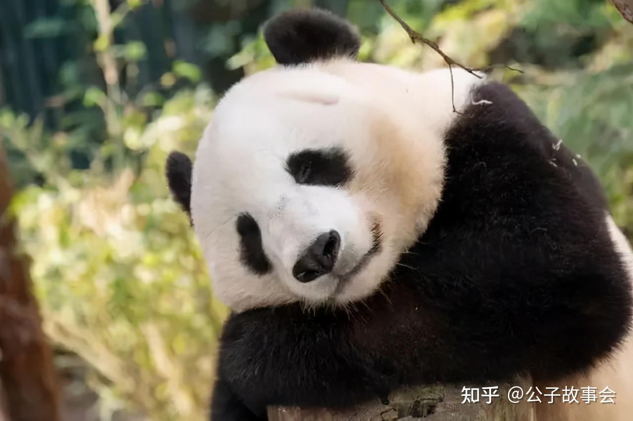 国宝大熊猫被“降级”，以后我们能人手一只吗？_新浪新闻