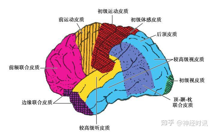 临床神经解剖学精讲 — [太详细了] - 知乎