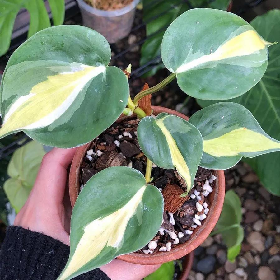 ΘΘ Θ Θ▲ 图片来源/ pinterest/ celine pierre蔓绿绒的品种多达