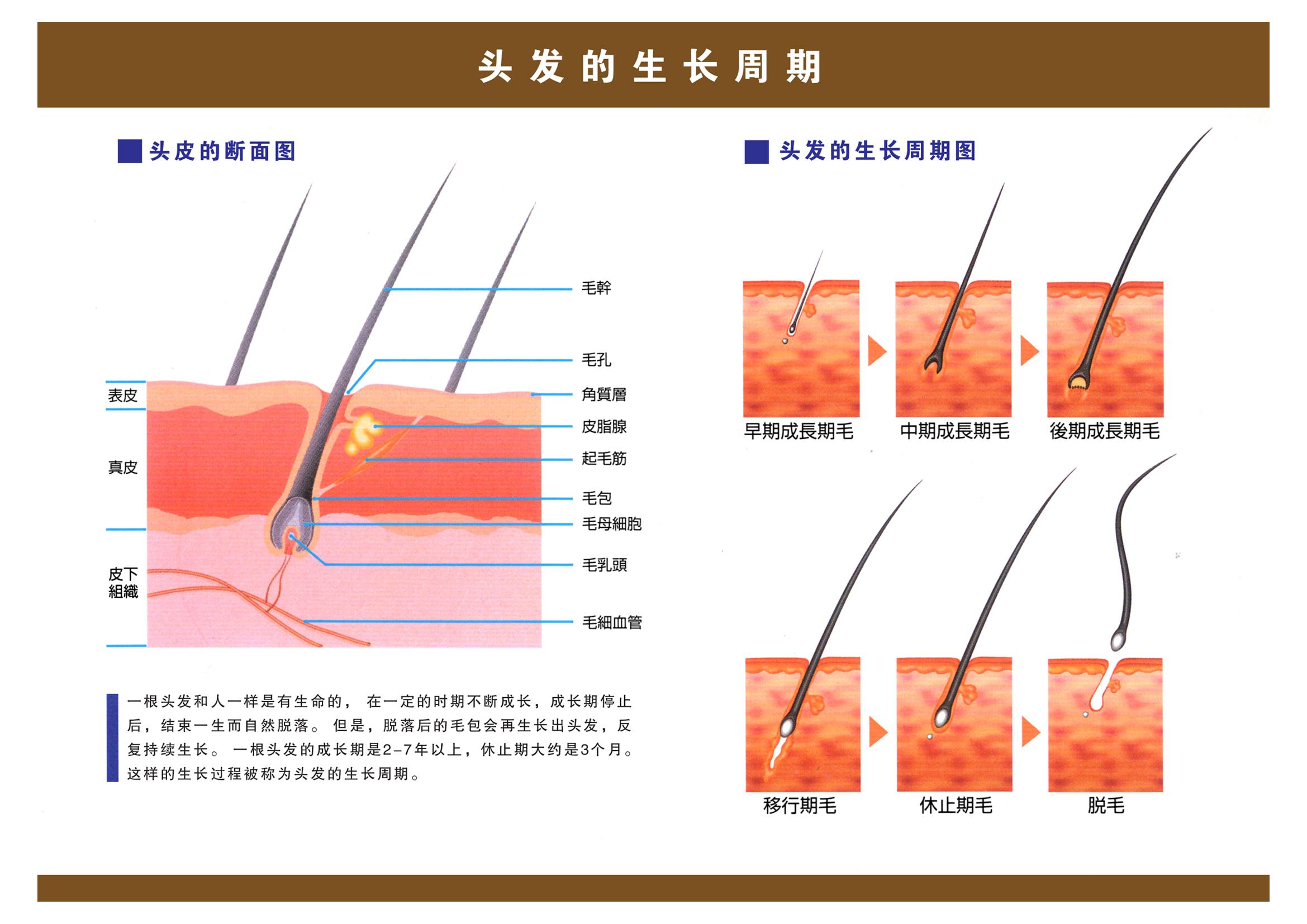 头发生长过程都是需要周期的,它是分为3个阶段:成长期,退行期,休止期