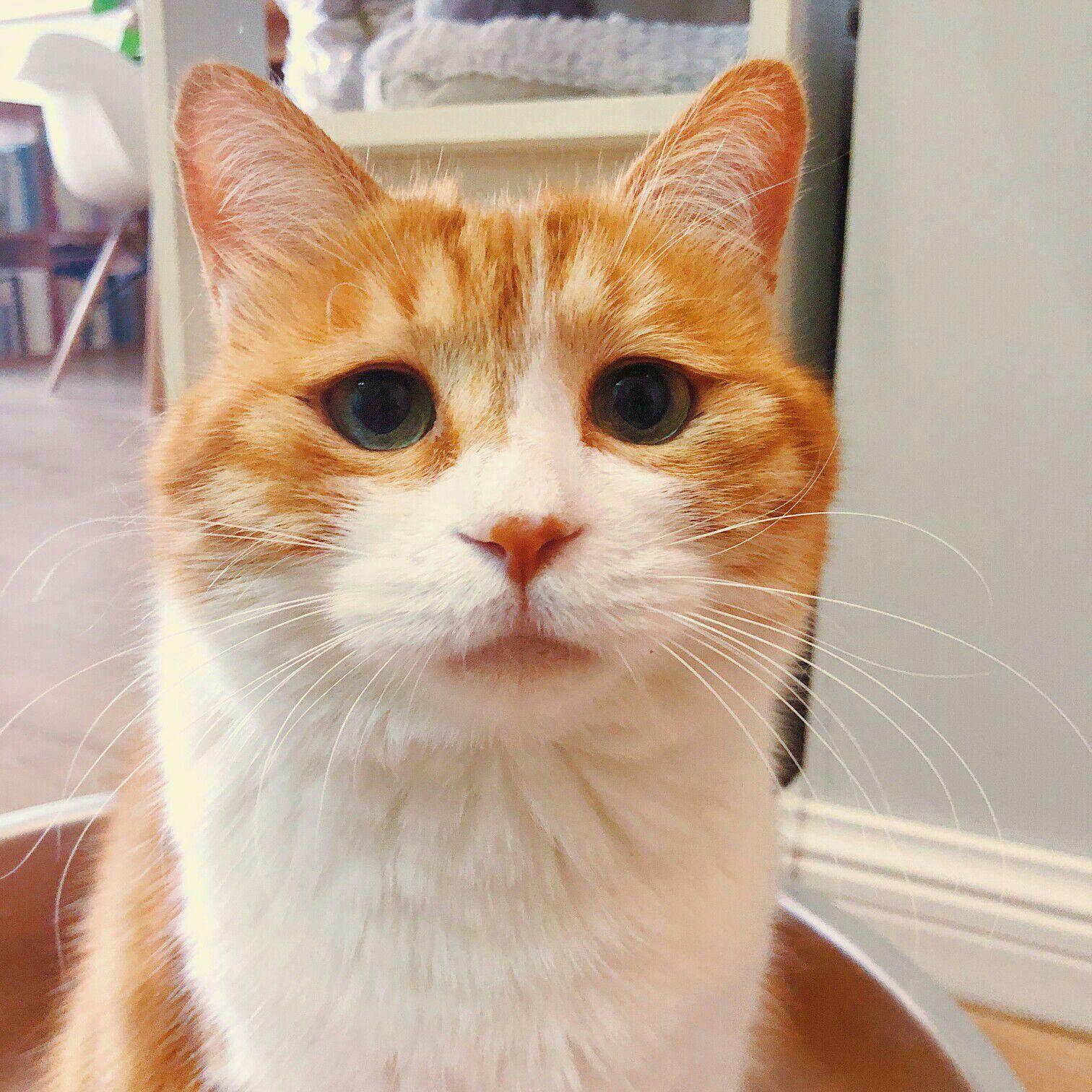 你见过最好看的橘猫长什么样？ - 知乎