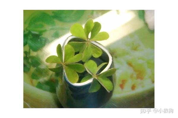 七叶草的寓意和象征真好! - 知乎