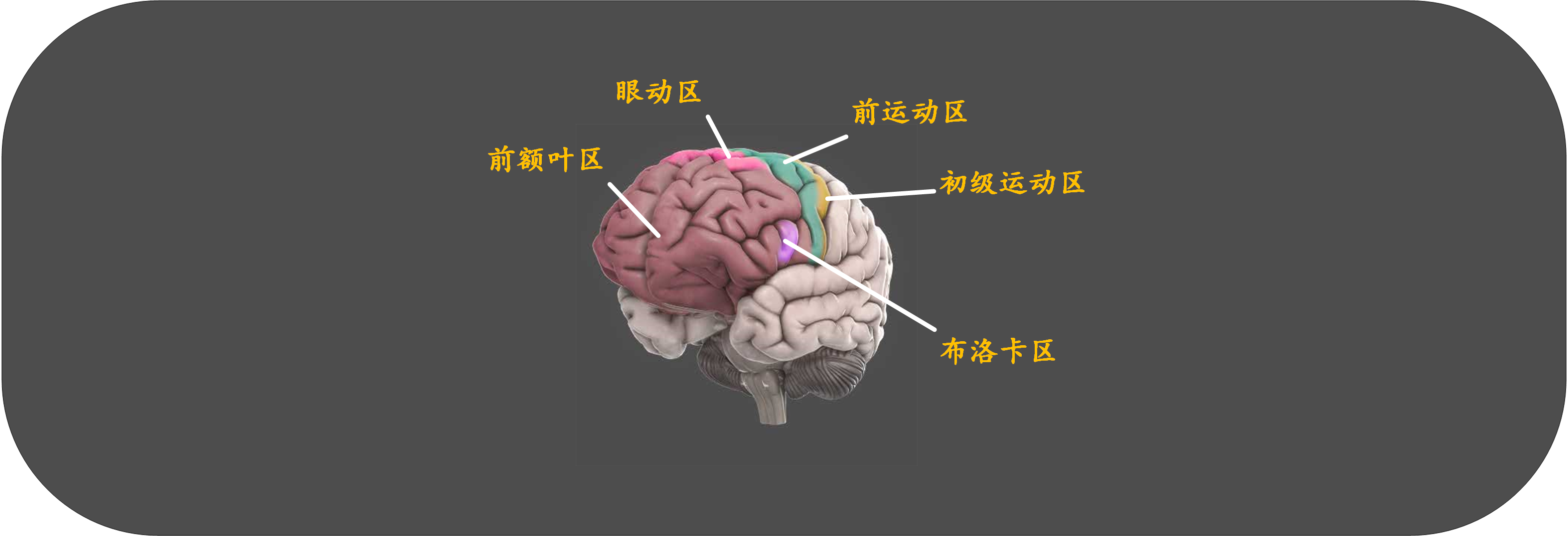 人类大脑那些事儿 - 知乎