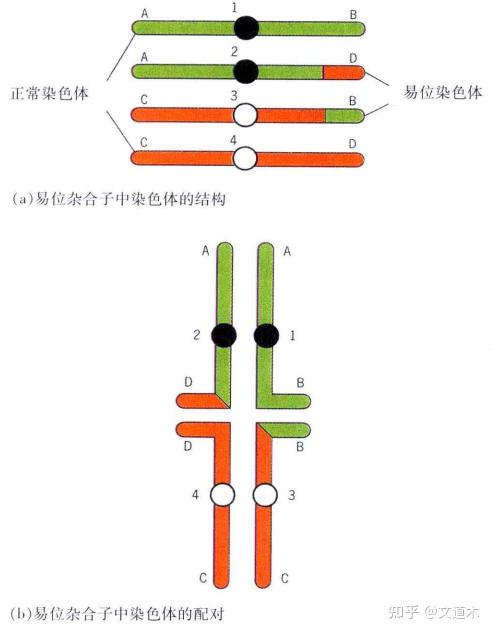 染色体结构重排——易位 - 知乎
