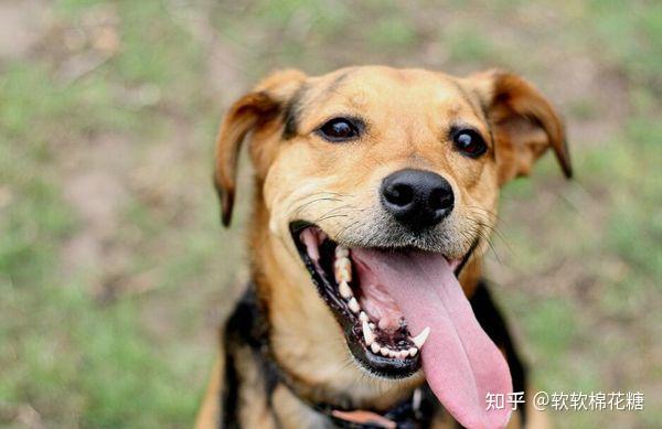 半路遇 恶犬咬人 别慌 打它这几个弱点 能成功自救 知乎