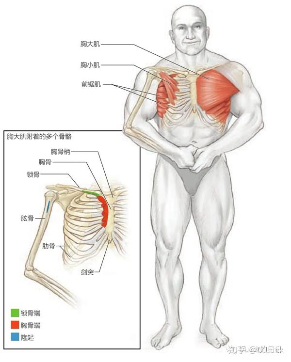 运动人体解剖之胸部 知乎