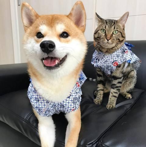 柴犬和猫情侣头像图片