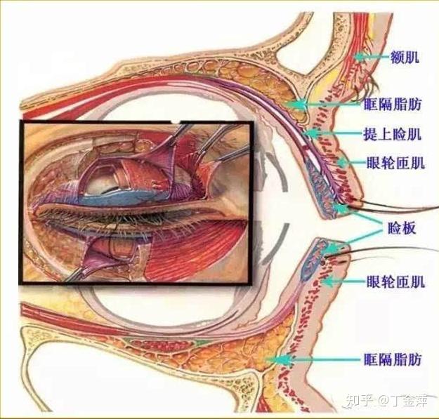 我做双眼皮的解剖2原则