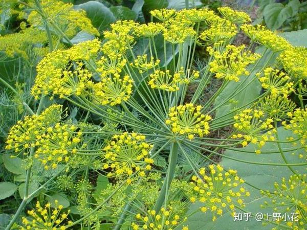 茴香花 才色兼备 上得厅堂下得厨房 知乎