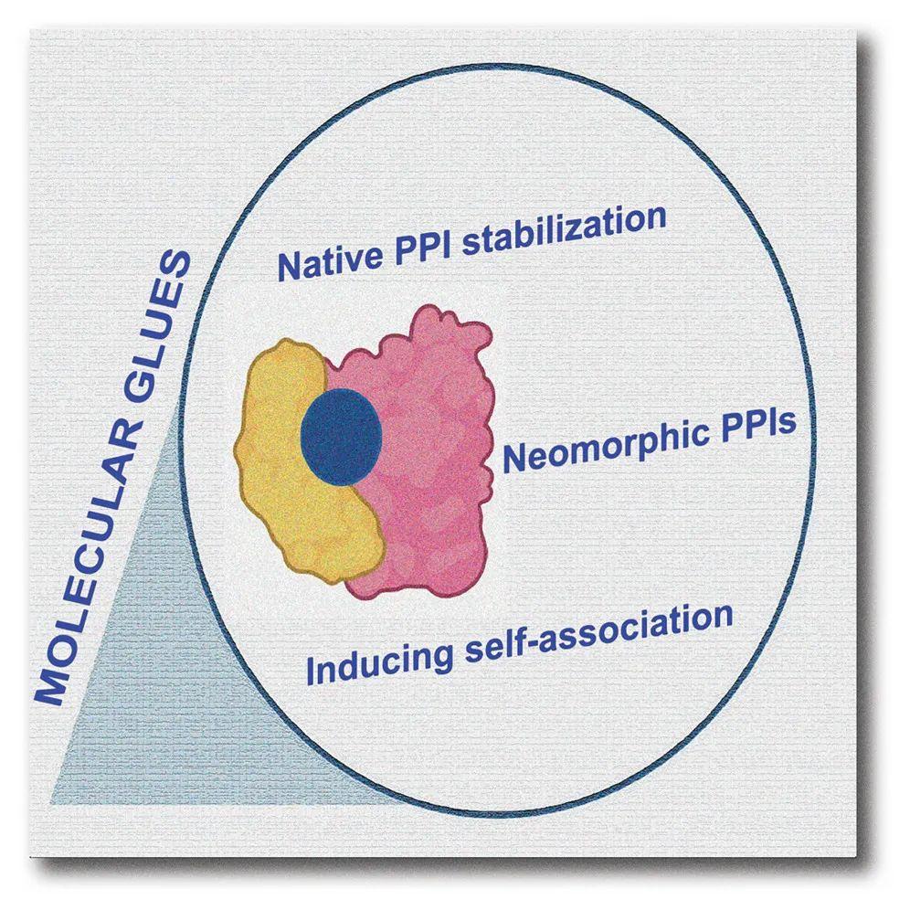 【Cell Chemical Biology】降解型分子胶分子机制总结 - 知乎