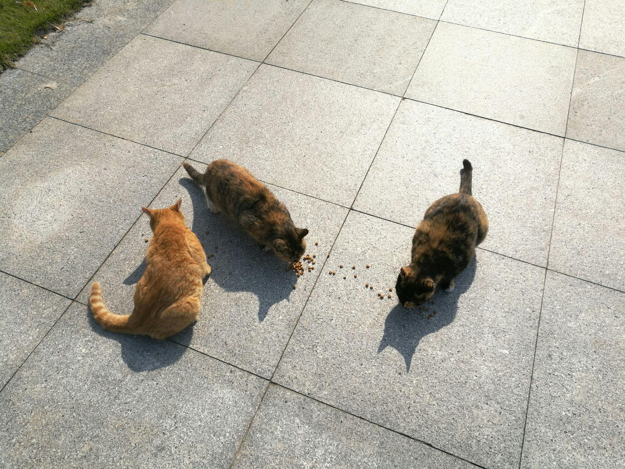 如何对待校园的流浪猫