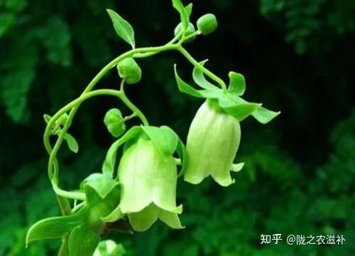 15、党参传统鉴别方法（附管花党参、新疆党参、羊乳） - 知乎