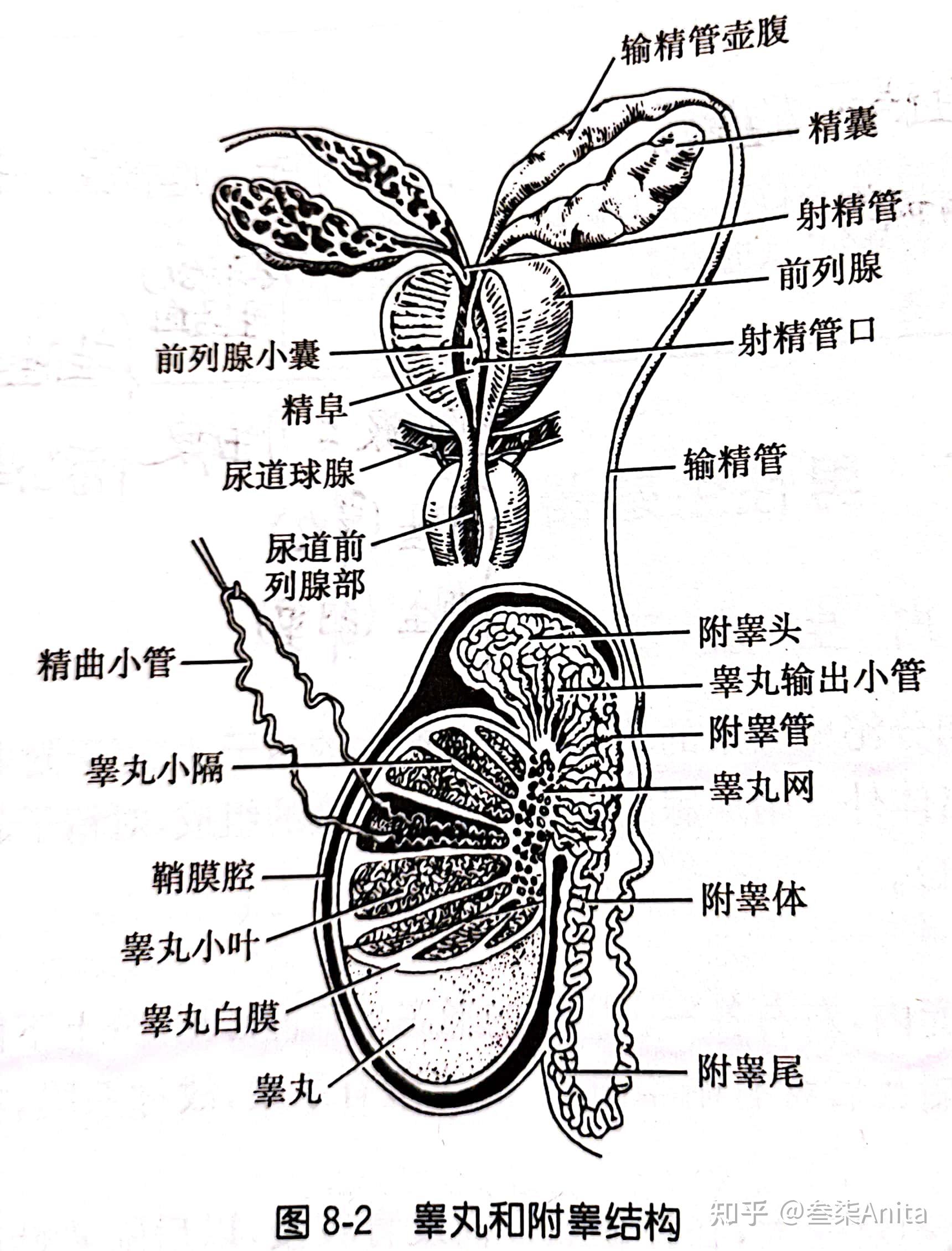 睾丸,附睾及输精管的初始部分在侧视图中衍生种子的过程下垂部分的