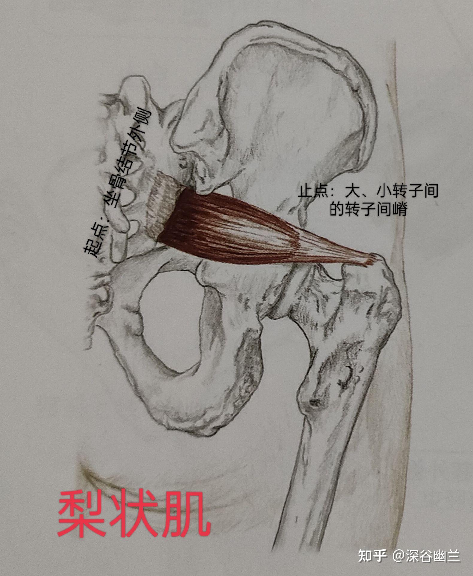 当了解了使髋关节运动的相关肌肉后,我们就要确定是牵拉痛还是收缩痛