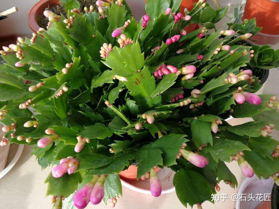 3月养蟹爪兰长寿花用对肥料放对位置新叶新枝能翻倍