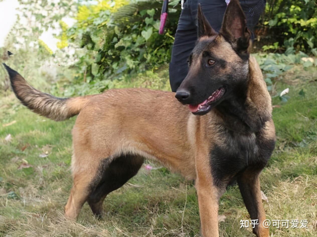 马犬可怕的5个地方这么多人不养真的是有原因的