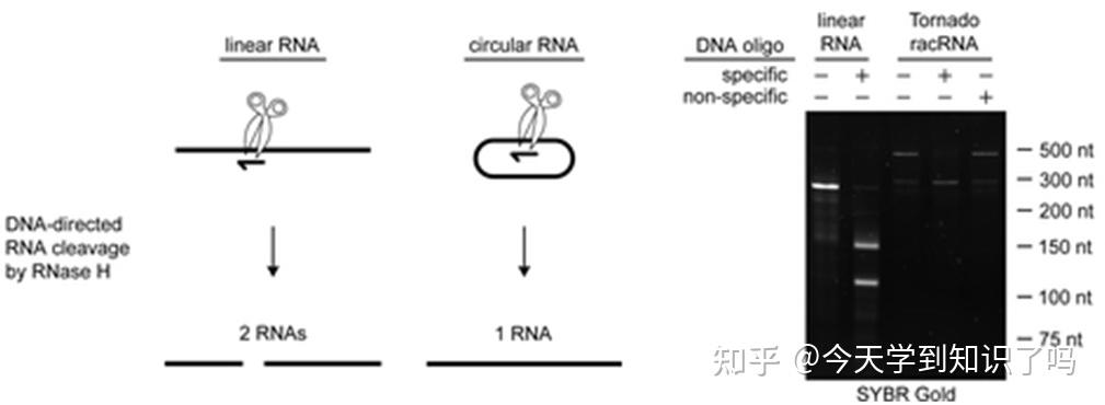 使用可自催化转录本在细胞中高效表达环状RNA适体 - 知乎