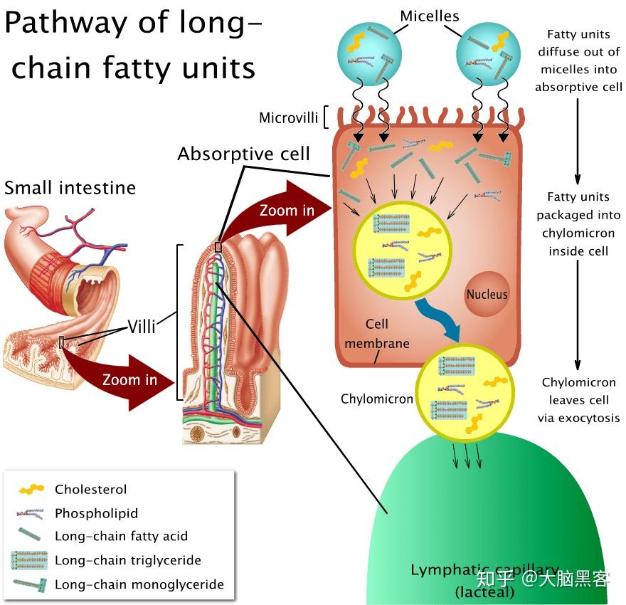 lct在室溫下是固體,要消化lct,就需要消化脂肪的酶叫脂肪酶(lipase)