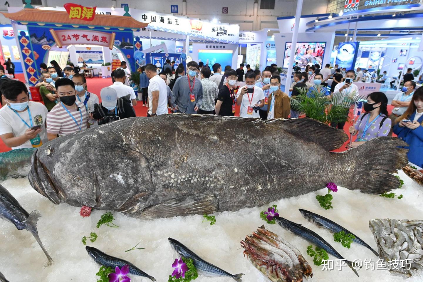 龙趸鱼怎么钓?用哪种鱼饵?龙趸鱼的生活习性和垂钓技巧 - 知乎