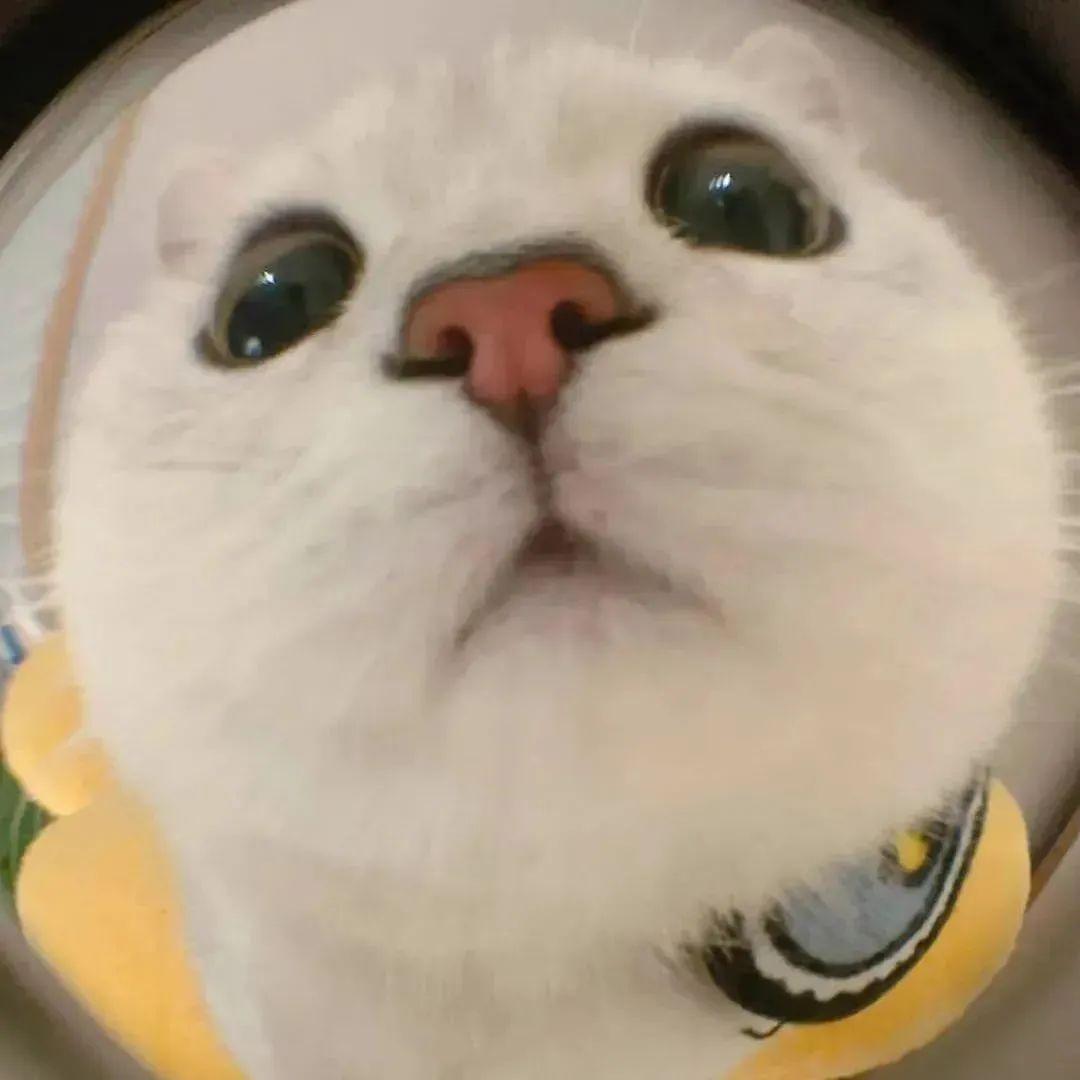 沙雕搞笑表情包合集有没有这一类的沙雕又可爱的表情包?