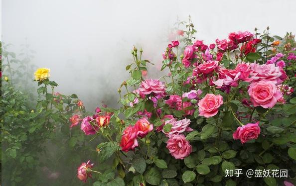 v2-6ccd9ae2a22ef8b80ae7660c59e15d92_r.jpg