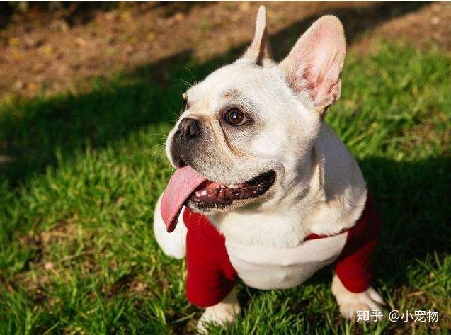 女生最爱养的六种狗男生以后女朋友生气就靠它们哄了