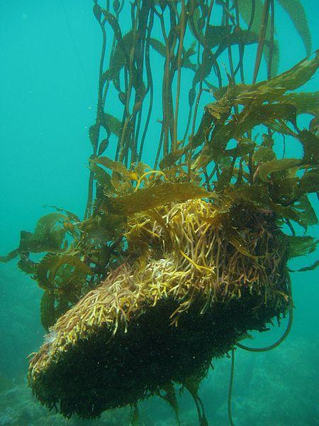 【特辑】巨藻Macrocystis——世界上最大的藻类——到底有几个物种? - 知乎