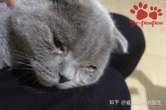 猫咪一只眼睛流脓眼屎 猫一只眼睛有脓黄眼屎 幼猫眼睛流眼泪眼屎多