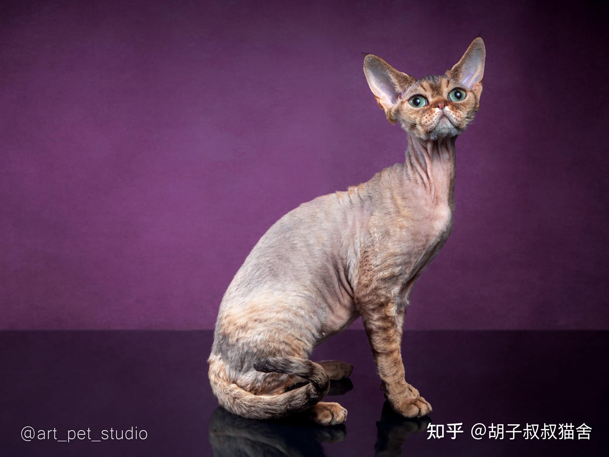 德文卷毛猫欧版好还是美版好 - 知乎