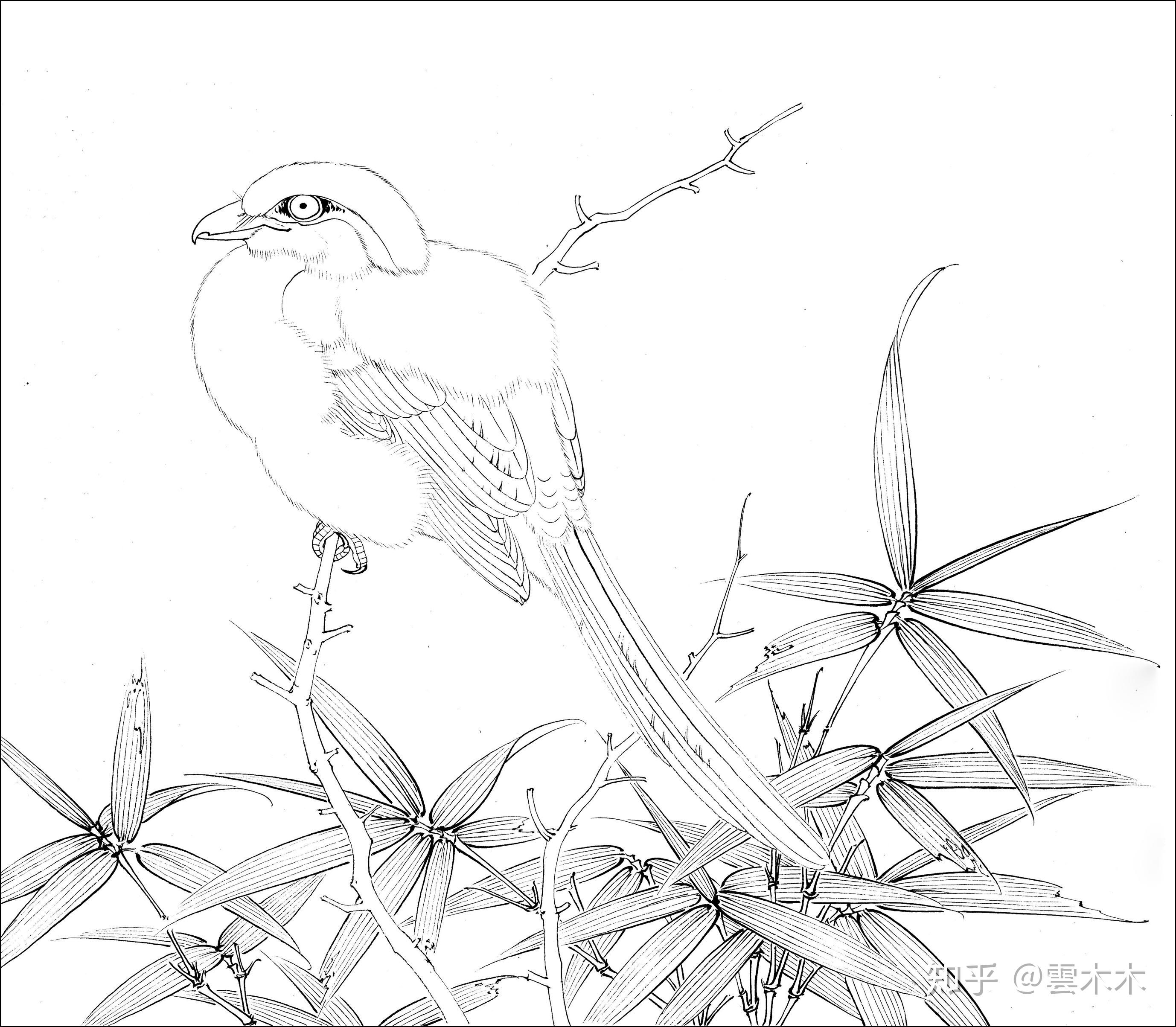 宋小品竹鸠图国画工笔绘画步骤图