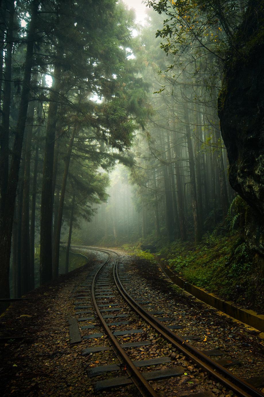 幽深的森林美到随便一张都可以做壁纸