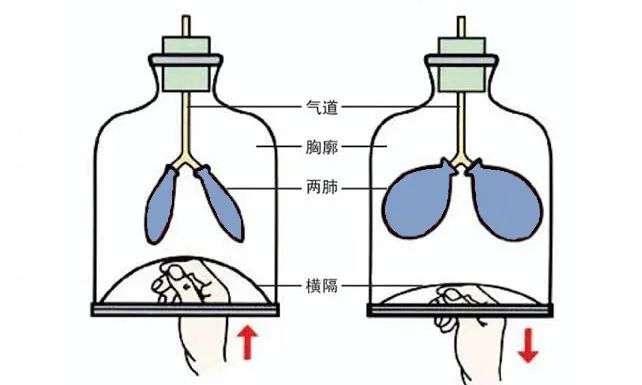 多慢才算慢?慢深呼吸 一个被身体遗忘的健康密码