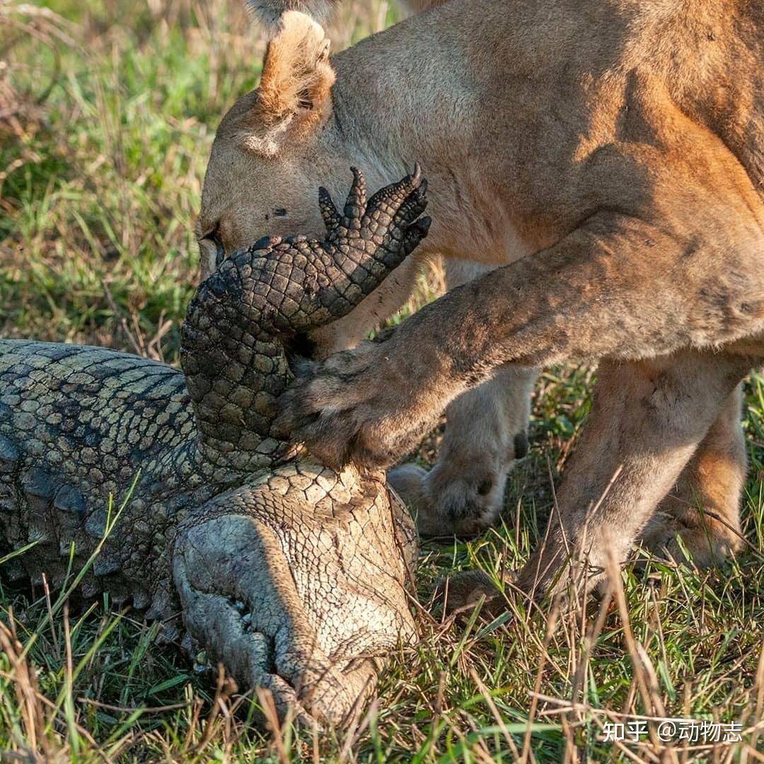 被狮子啃了后腿的鳄鱼诈尸回光返照最后一击差点把狮子爆头