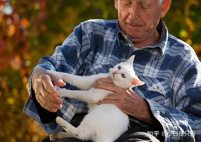 养猫还有这些好处?不养猫的,还真不知道! - 知乎