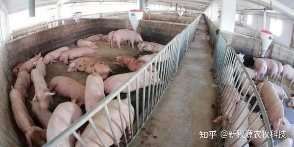 寒冷天气养猪一定要做好“五防” - 知乎