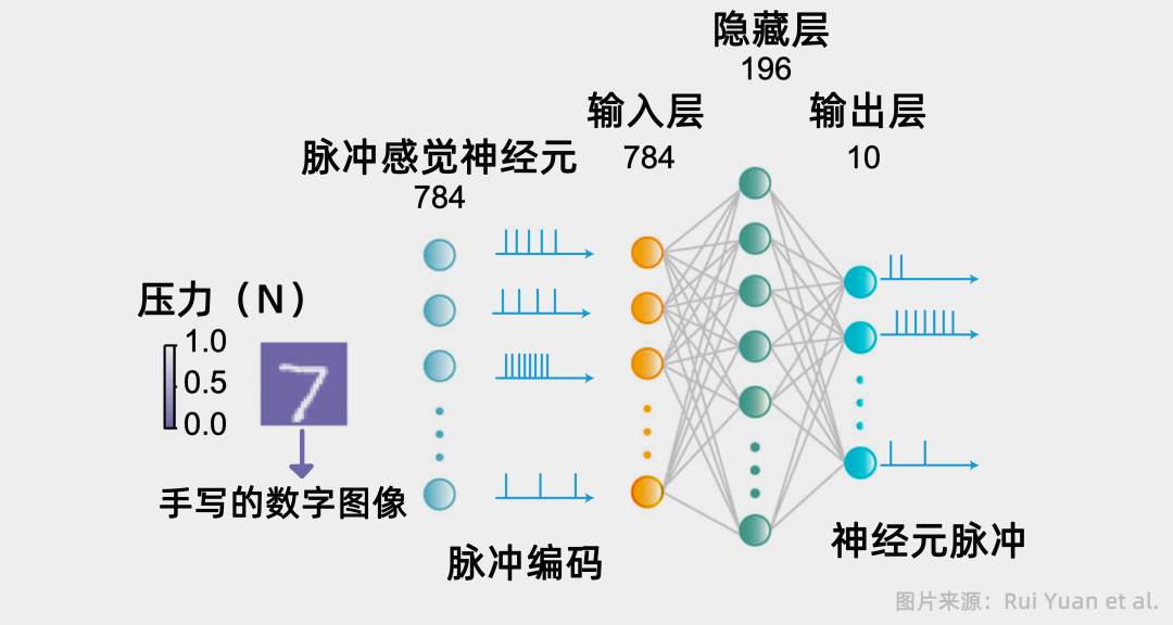 784个脉冲触觉神经元被用来感知压力,并被编码为不同频率的脉冲.