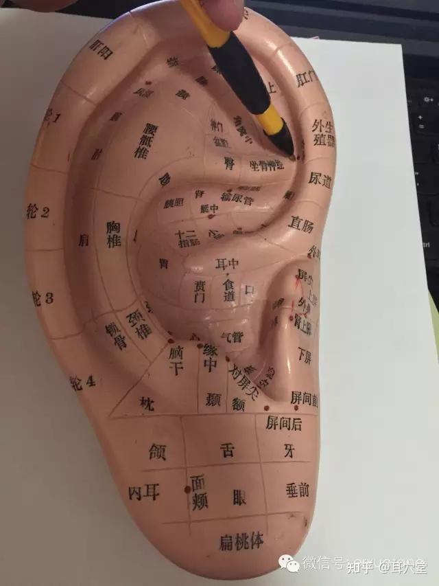 从耳朵模型的侧面可以看到交感穴从耳朵的正面看不到交感穴从侧面可以