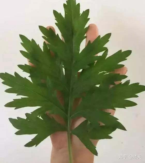 蕲艾成为皇宫进贡的艾草 - 知乎