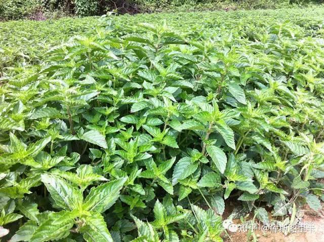 草粿 dí dóng lóng