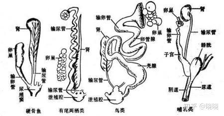 鸟类的丁丁图片