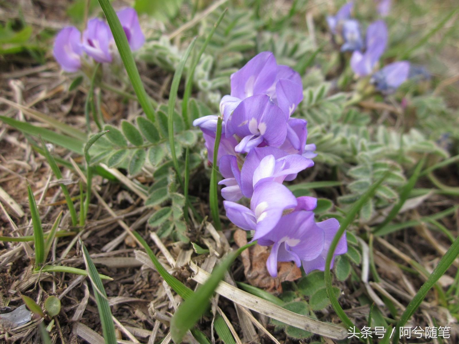 有一种草药治淋巴农村这种野草名字吓人