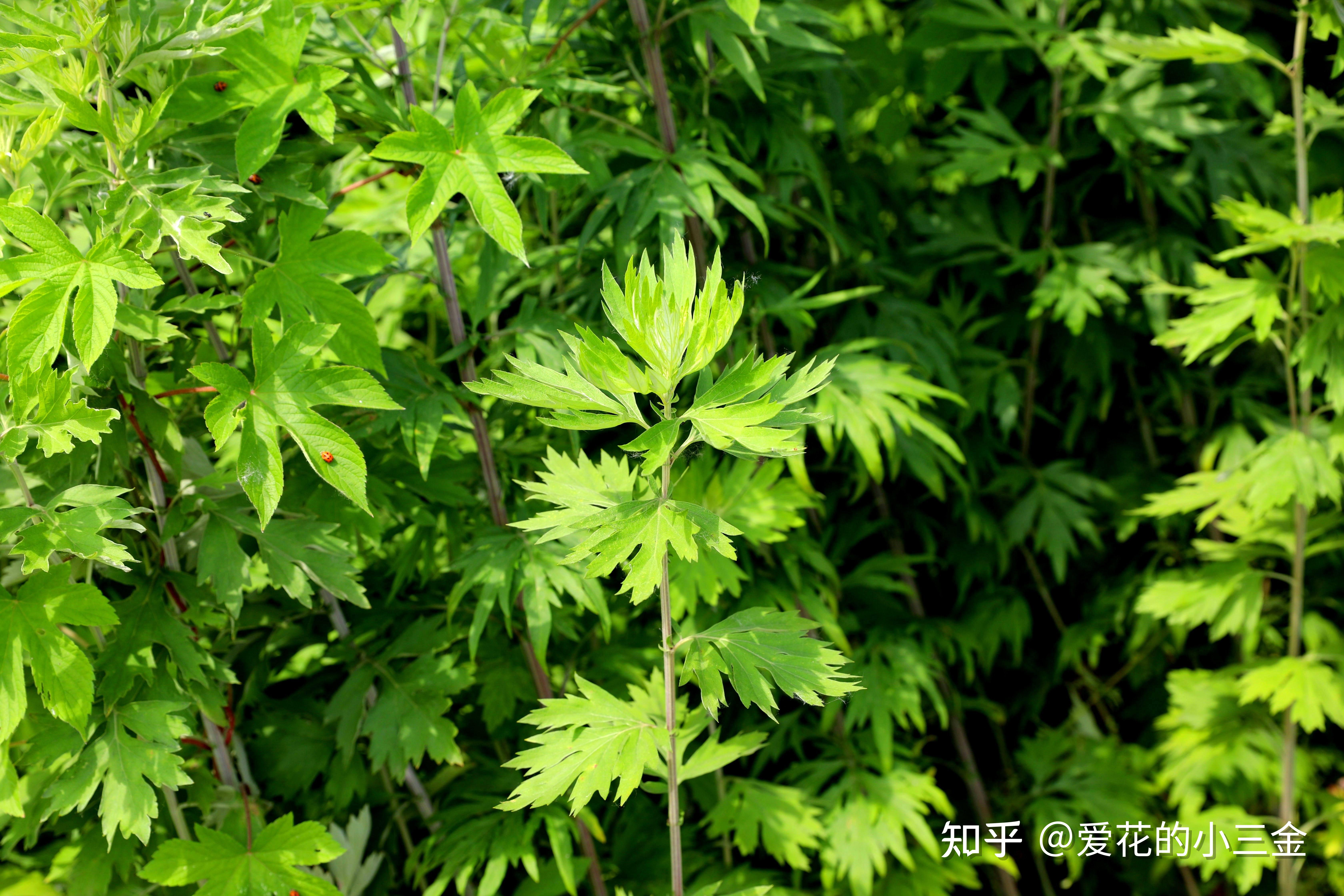 悠悠艾草香,绵绵情意长.一年一端午,一岁一安康