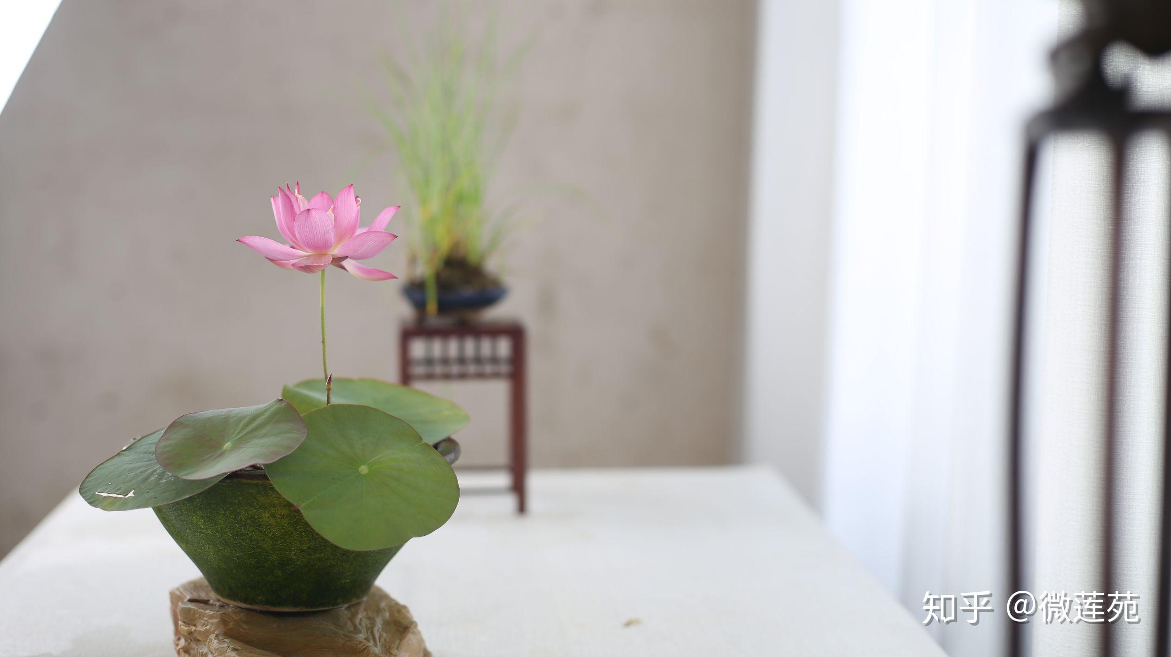 微型碗莲可以用多大的容器养