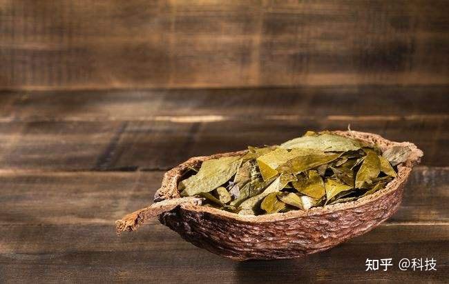 毒品原植物古柯:五千年前有人嚼食 曾见证殖民罪恶史 - 知乎